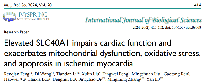 Int J Biol Sci：SLC40A1升高会损害心功能，加剧缺血心肌的线粒体功能障碍、氧化应激和细胞凋亡