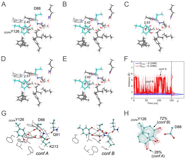 揭示核糖核苷酸还原酶在自由基状态下的三维结构