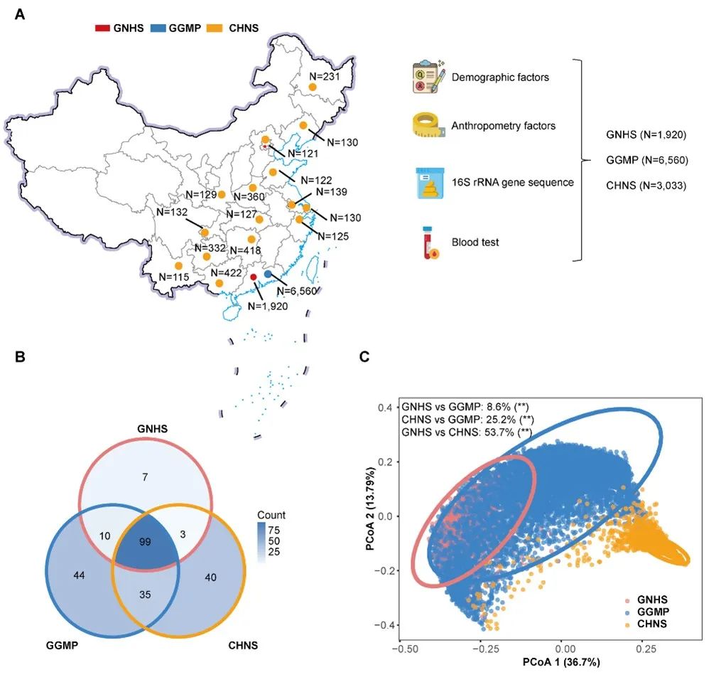 研究人员揭示生命早期饥荒暴露可能通过影响成年后肠道菌群增加糖尿病风险