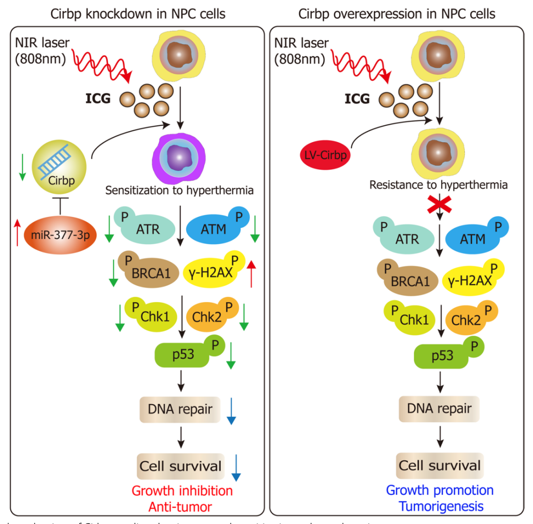 热敏miRNA和冷诱导RNA结合蛋白可调节癌症干性，为热疗抵抗提供新靶点