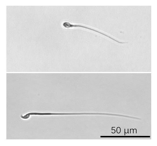 Cell：西湖大学吴建平团队在生殖医学领域再获突破，解析精子运动结构基础并发现弱精症新亚型