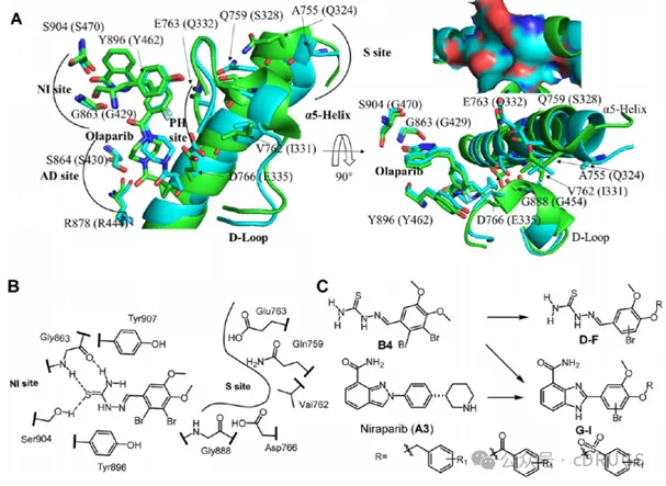 选择性PARP‑1抑制剂的设计和抗肿瘤研究