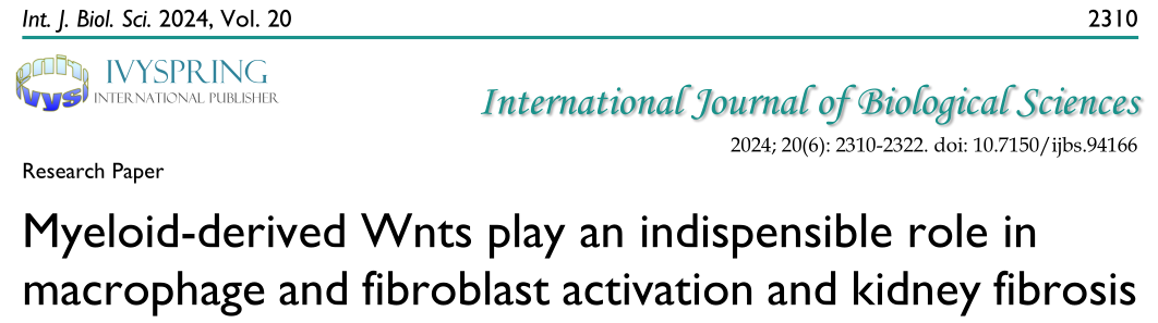髓源性wnt在巨噬细胞和成纤维细胞活化和肾纤维化中起着不可或缺的作用