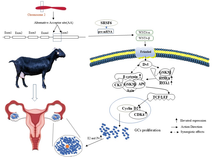 International Journal of Biological Macromolecules:揭示WNT4可变剪接对山羊颗粒细胞增殖的调控机制