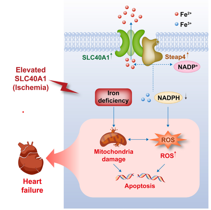 Int J Biol Sci：SLC40A1升高会损害心功能，加剧缺血心肌的线粒体功能障碍、氧化应激和细胞凋亡