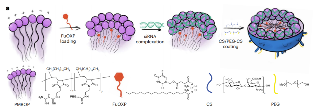 新靶点+新载体：黎松团队通过siRNA联合化疗，增强抗肿瘤免疫反应
