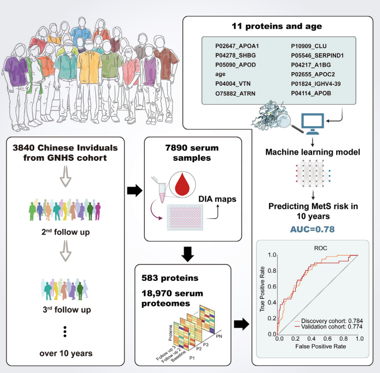 Cell子刊：西湖大学郭天南/郑钜圣团队建立AI模型，基于血清蛋白组预测代谢综合征风险