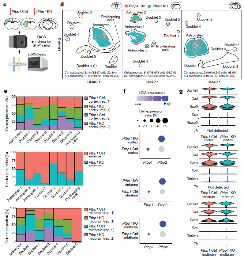 轰动学界的Nature和Cell论文，再被质疑有误，Ptbp1缺失不能诱导胶质细胞转化为神经元