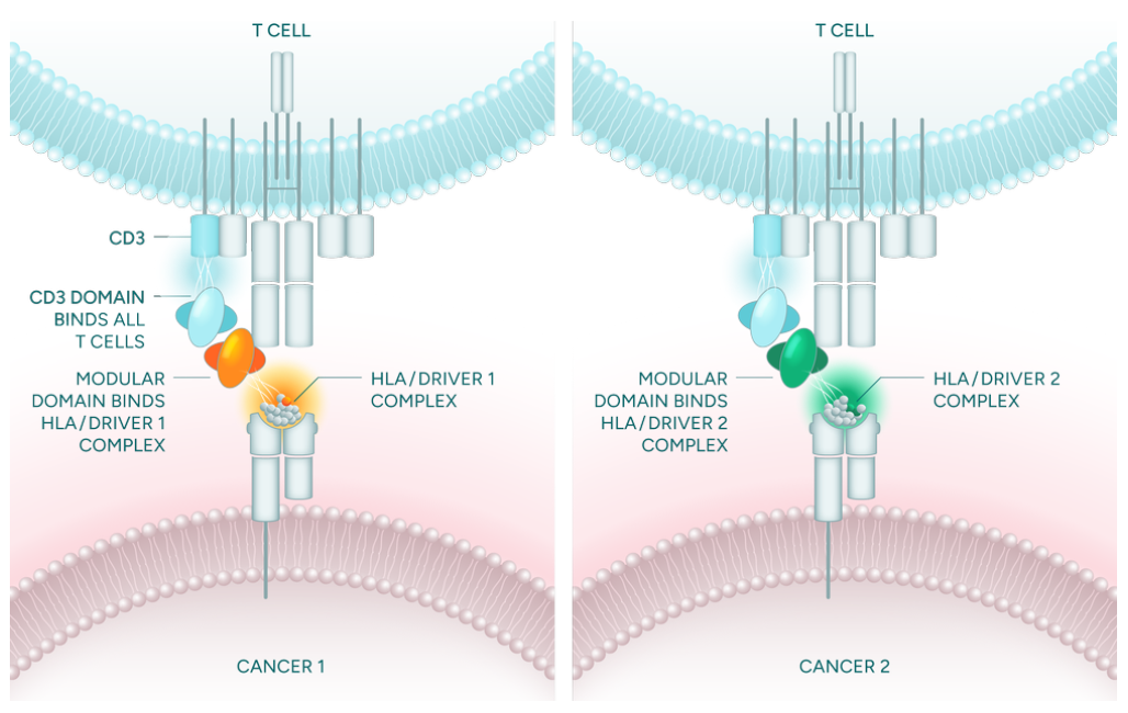 1.5亿美元A轮融资！肿瘤免疫新锐开发下一代双特异性疗法