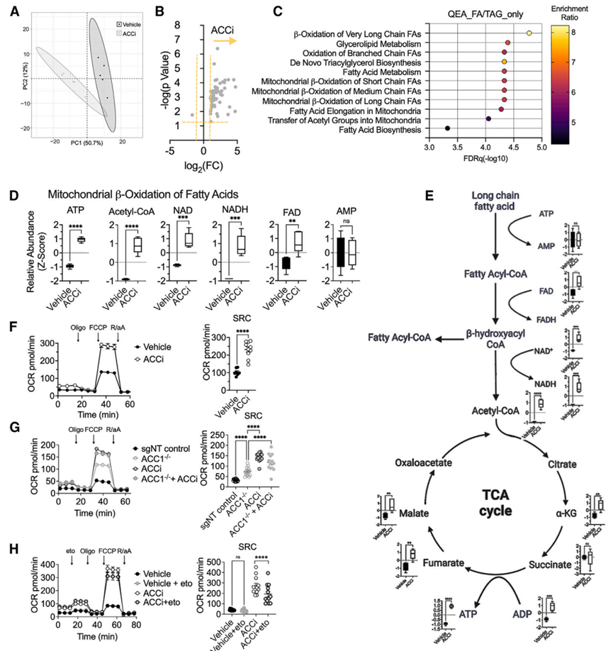《细胞·代谢》：科学家揭示瘤内T细胞囤油不耗油、变身守油奴的机制！