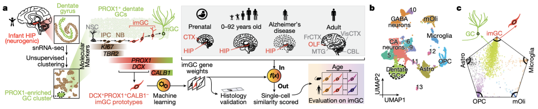 《自然》：华人科学家重磅成果，给成人神经再生提供了铁证！
