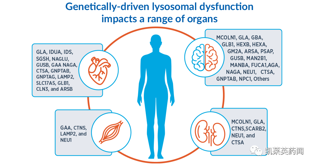 6.1亿美元！艾伯维、安进投资的神经退行性疾病公司--Caraway，被默沙东收购