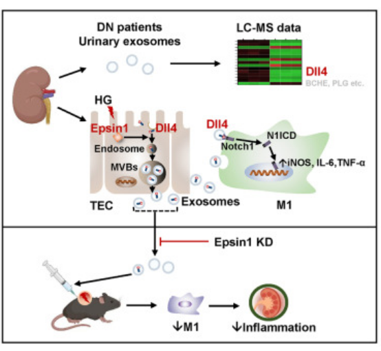 MOL THER: 揭秘糖尿病肾病中肾小管-巨噬细胞中Epsin1介导的Dll4胞外体分选调节作用机制！