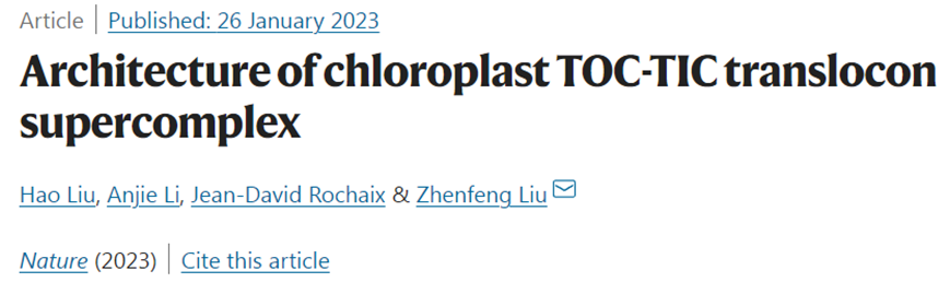 Nature：我国科学家领衔揭示叶绿体TOC-TIC超级复合物的三维结构