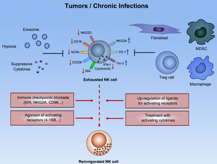 田志刚/孙昊昱/毕嘉成团队发现促进NK细胞过继治疗的新靶点