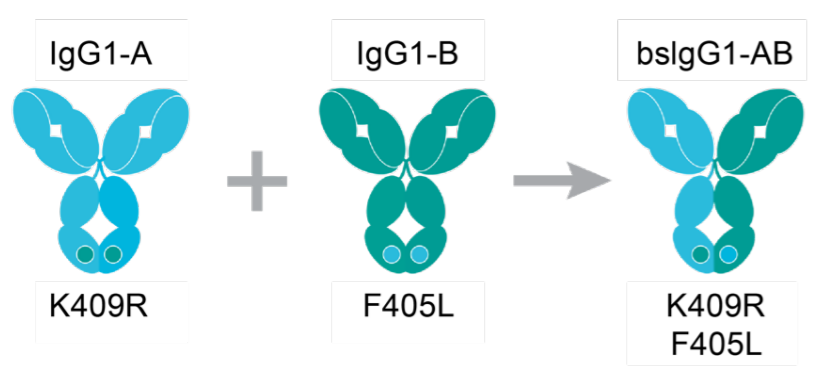 FDA批准第2款CD3/CD20双抗：艾伯维/Genmab的Epcoritamab