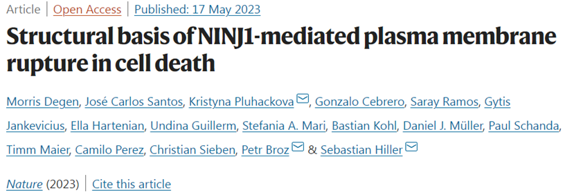 Nature：在细胞死亡过程中，蛋白ninjurin-1在细胞膜破裂中起着至关重要的作用