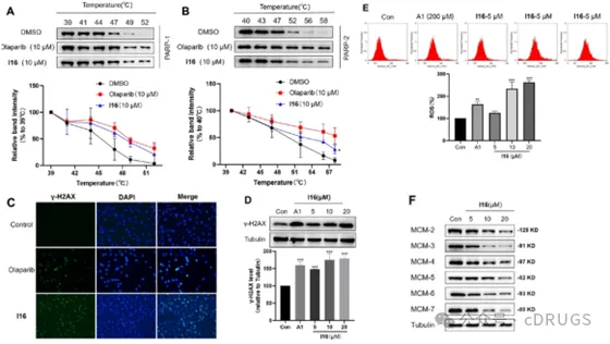 选择性PARP‑1抑制剂的设计和抗肿瘤研究