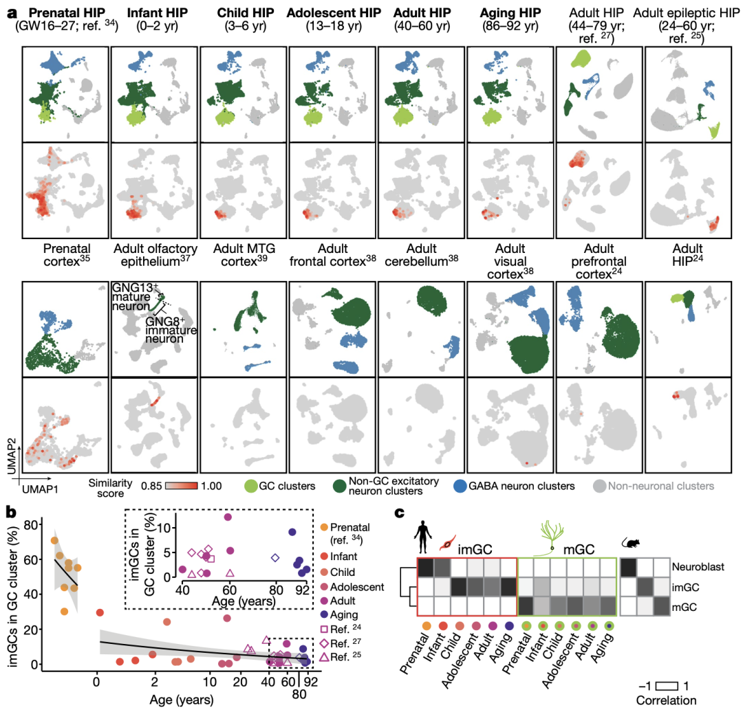 《自然》：华人科学家重磅成果，给成人神经再生提供了铁证！