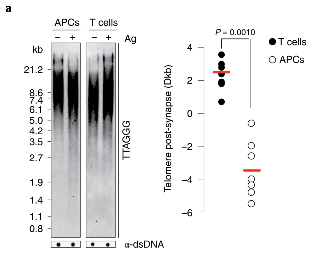 IL-1β：肿瘤治疗双向作用