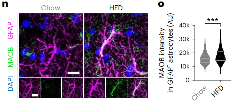 《自然·代谢》：当馋鬼和减肥全都要！科学家找到支配能量代谢的神经元，可以增加热量消耗，不用管住嘴也能减掉肥