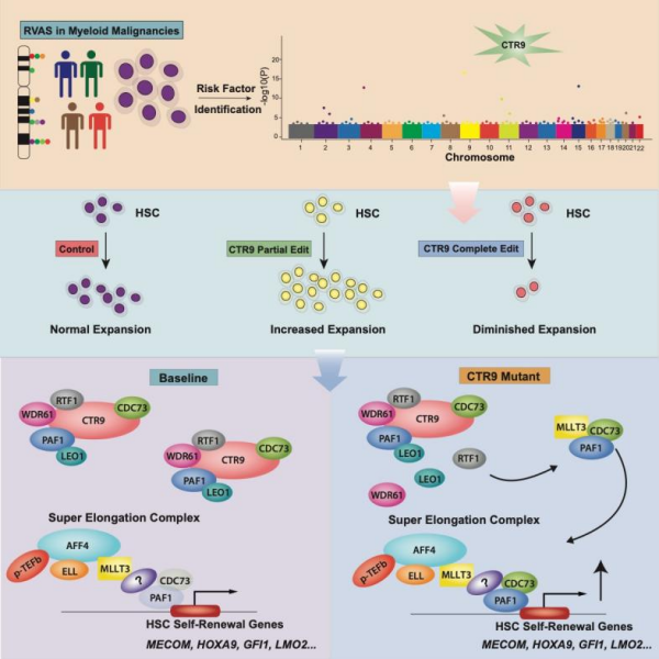 研究发现髓系恶性血液肿瘤重要家族风险因素