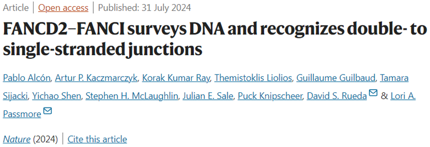 Nature：重大进展！揭示FANCD2-FANCI识别单链-双链 DNA交叉点并启动DNA修复机制