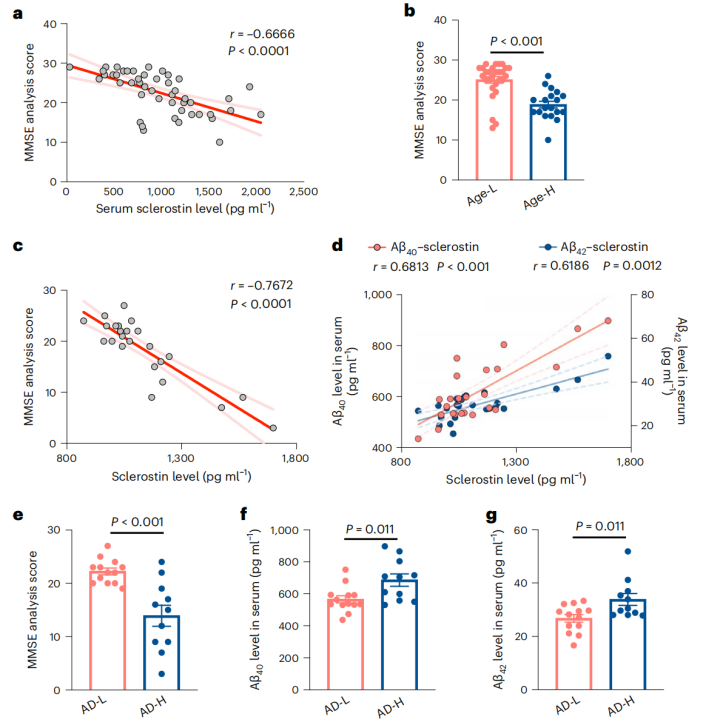 《自然·代谢》：南京鼓楼医院团队发现，硬骨蛋白异常升高会加速阿尔茨海默病发展！