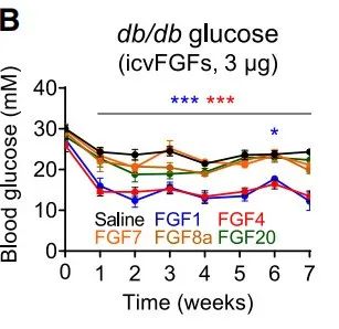 《细胞·代谢》：一次给药，控糖7周！中国科学家开发新型2型糖尿病治疗策略，单次侧脑室注射FGF4，可在小鼠体内实现7周的控糖效果