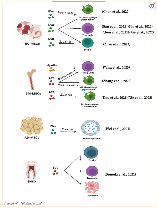Int J Mol Sci：细胞外囊泡在系统性红斑狼疮治疗中的潜力