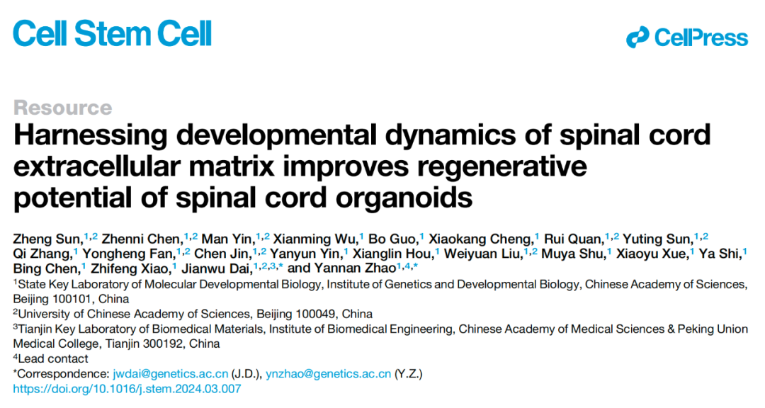 Cell Stem Cell：戴建武/赵燕南团队揭示脊髓发育早期的细胞外基质对神经再生的促进作用