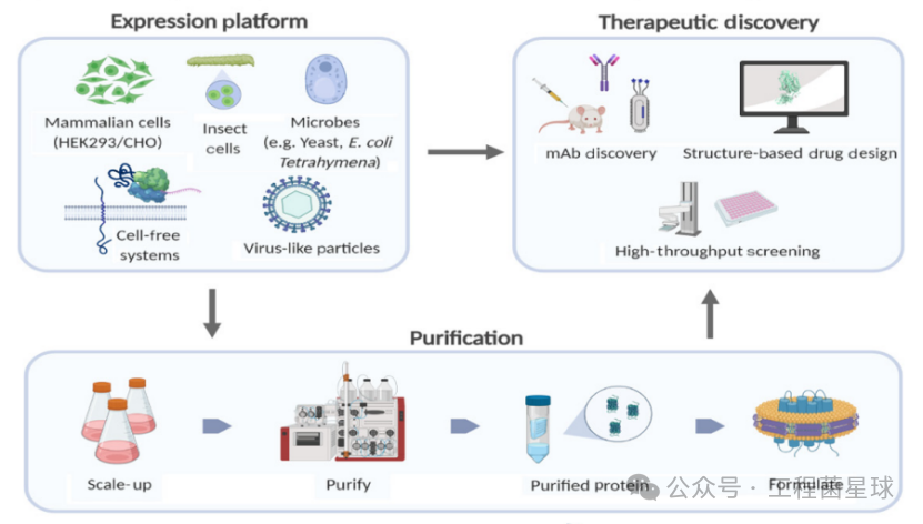 一文读懂 | GPCR抗体开发的前景和挑战