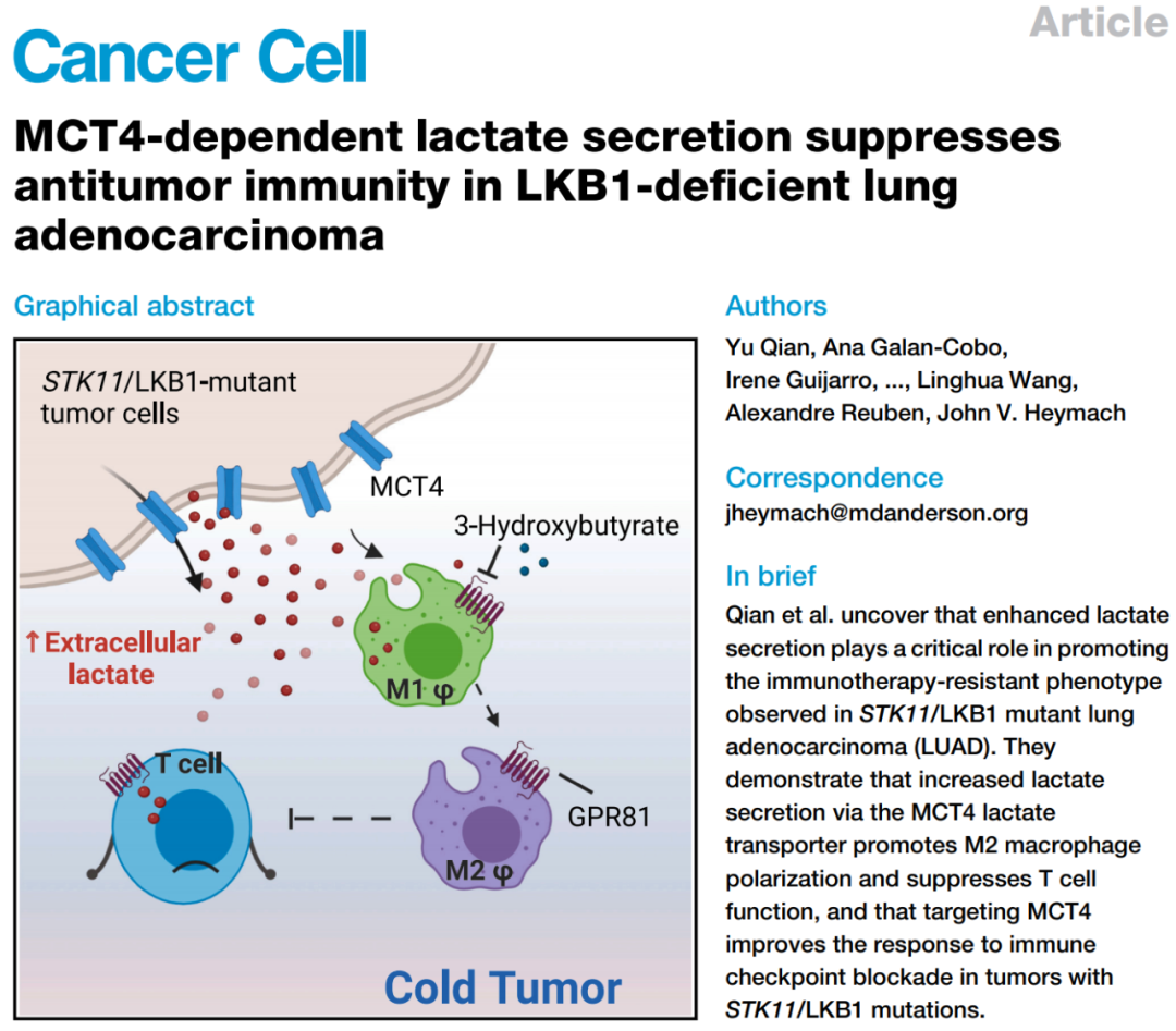 《癌细胞》：肿瘤“酸倒”T细胞！最新研究揭示，STK11突变型肺癌中的乳酸可抑制抗肿瘤免疫应答