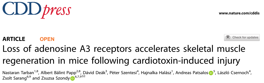 Cell Death Dis：抑制A3Rs可能对损伤后骨骼肌再生具有治疗价值