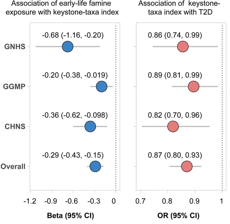 研究人员揭示生命早期饥荒暴露可能通过影响成年后肠道菌群增加糖尿病风险