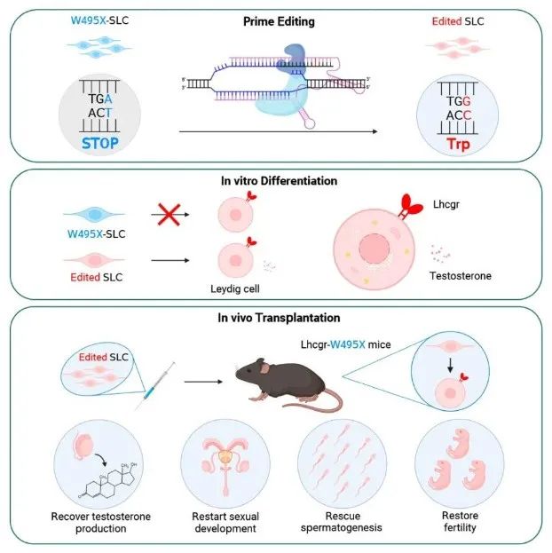 项鹏/邓春华团队开发先导编辑+干细胞疗法，有望治疗男性不育