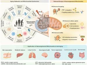 64K Cellssense Featured in Frontiers in Aging for Pioneering Review on Nanoengineered Mitochondria