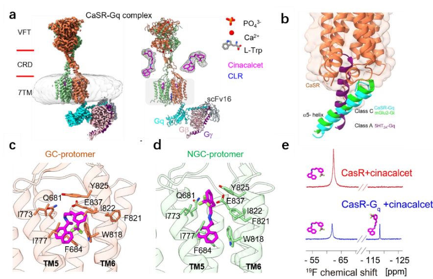 研究揭示钙敏感受体CaSR非对称激活的分子机制