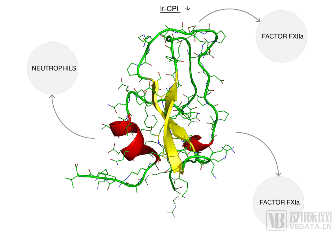A轮融资1200万欧元，Bioxodes为2100万卒中患者研发无出血风险抗凝药物