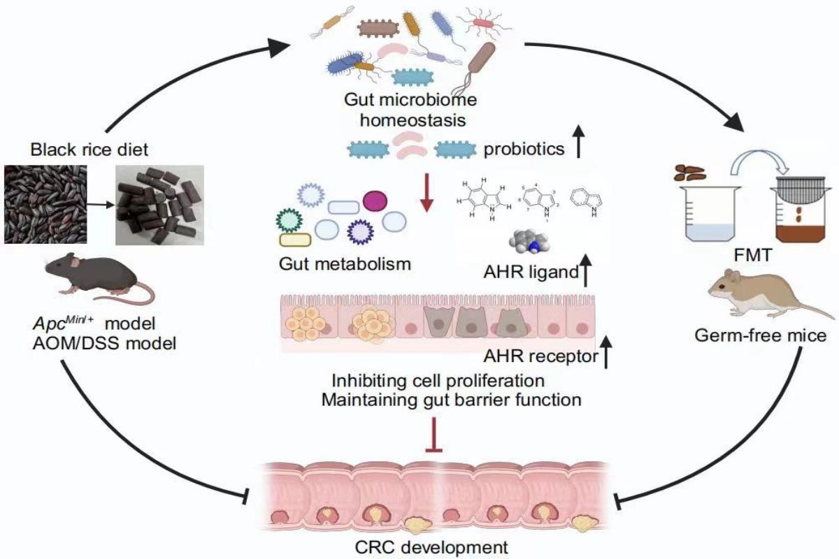 科研团队揭示黑米饮食对结直肠癌发展的健康效用及潜在机制