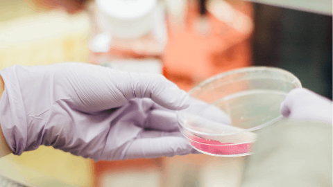 Elysium Health™ Research Demonstrates Improvements in Menopause Symptoms and Estrogen Balance with Basis™ and Reveals New Insights into NAD+ Metabolism