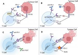 Medical breakthrough could help immune system target cancer cells