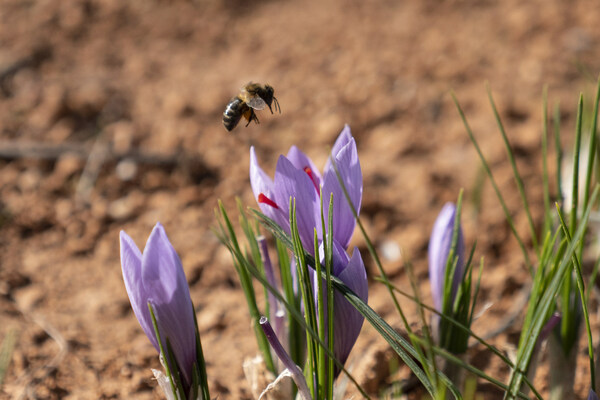 Pharmactive's Saffron Extract improves Resilience to Occasional Stress