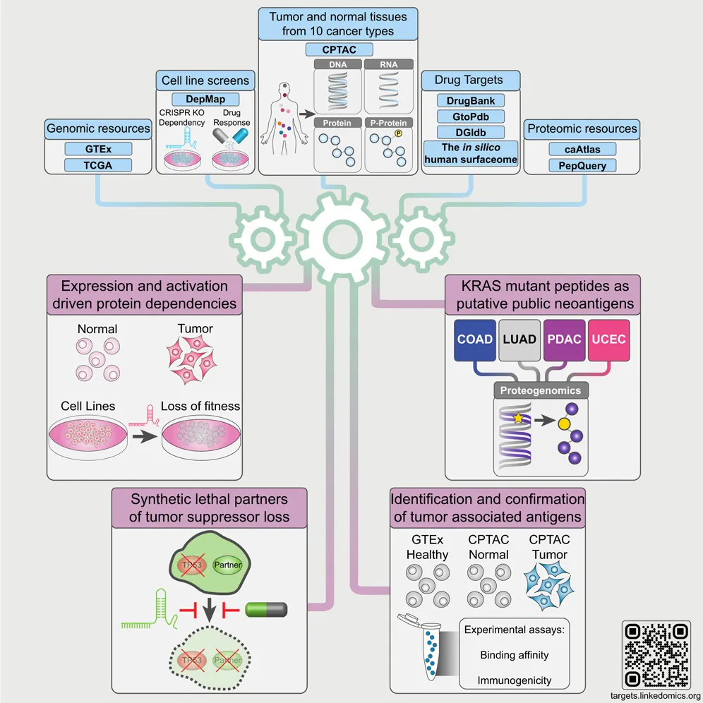 Cell | 突破癌症治疗瓶颈：跨癌种蛋白基因组学揭示新靶点