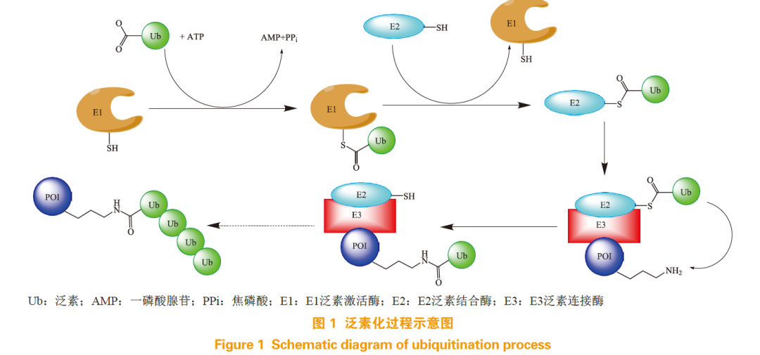 蛋白降解靶向嵌合体（PROTAC）在小分子药物研发中的机遇与挑战