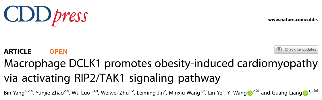 杭州医学院研究者们揭示了巨噬细胞DCLK1在肥胖引起的心肌病中的一个新的作用和促炎机制