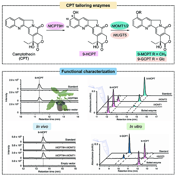 喜树碱C-9位后修饰酶的研究取得进展