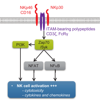 NKp30——癌症免疫治疗的前瞻性靶点