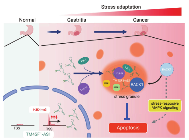 Cell Death and Disease: TM4SF1-AS1通过增强应激适应而参与肿瘤的发生