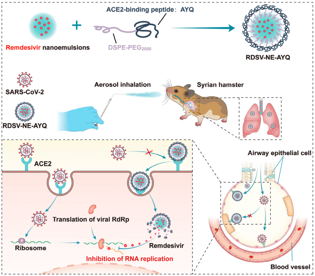 孙逊/赵金存团队开发吸入式纳米乳剂，抑制新冠病毒感染并减轻炎症反应